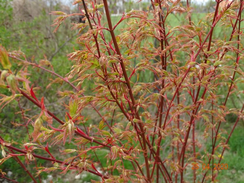 acer palmatum - Dobarland 2020 2