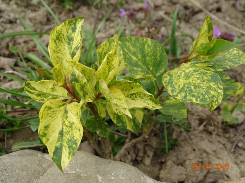 syringa aucubaefolia - Dobarland 2020 2