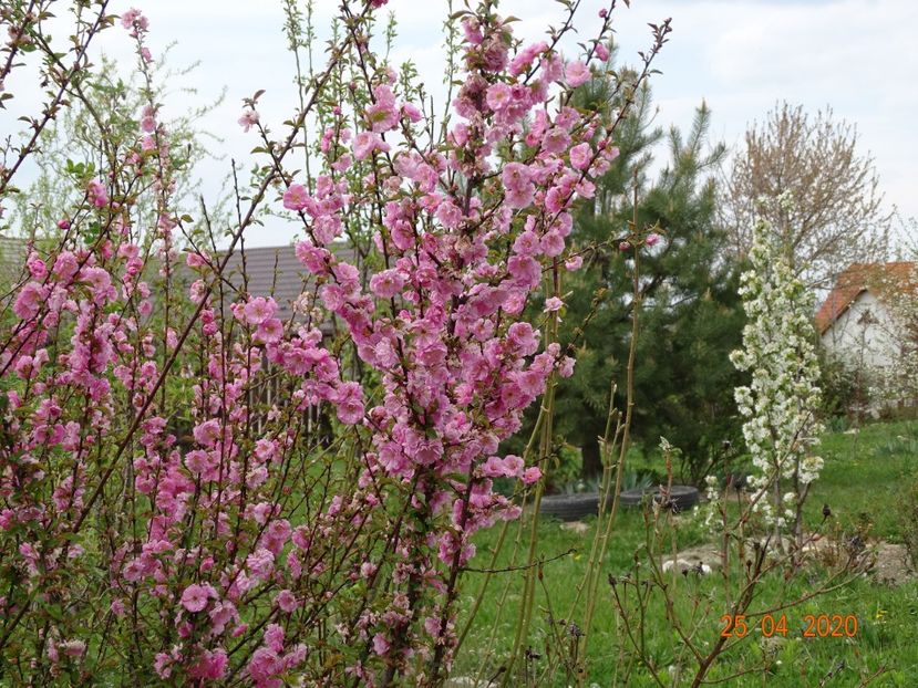prunus triloba - Dobarland 2020 2