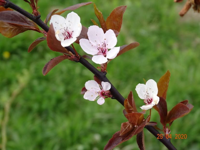 prunus cerasifera Woodii - Dobarland 2020 2