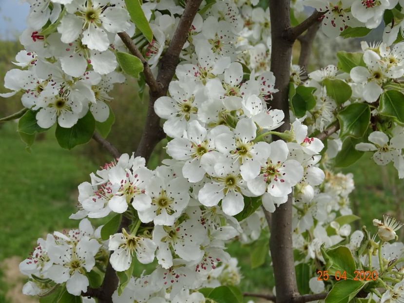 par Cure - Dobarland 2020 2