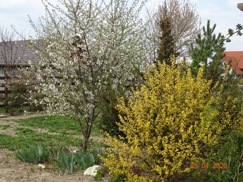 physocarpus Dart's Gold - Dobarland 2020 2