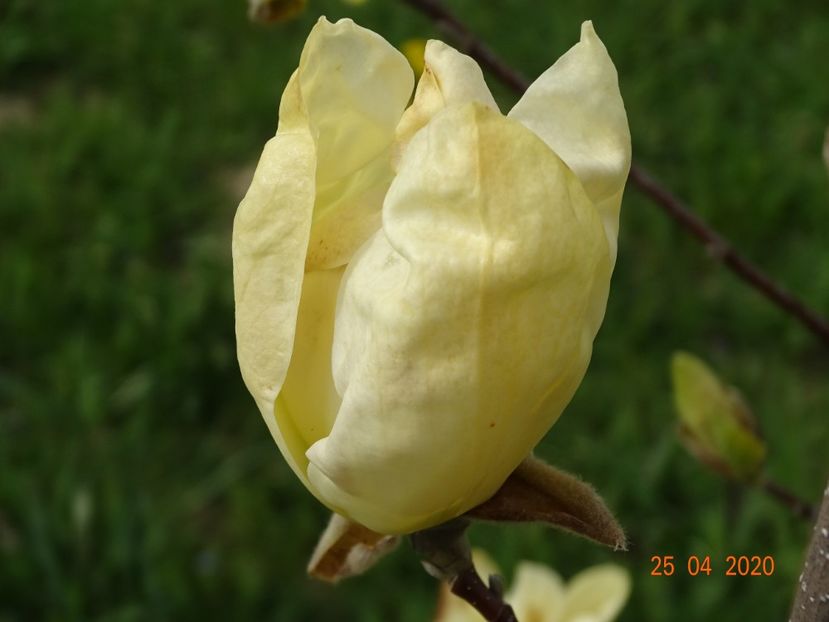 magnolia Yellow Lantern - Dobarland 2020 2