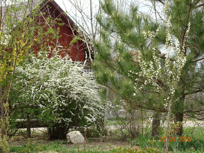 spiraea Grefsheim - Dobarland 2020 2
