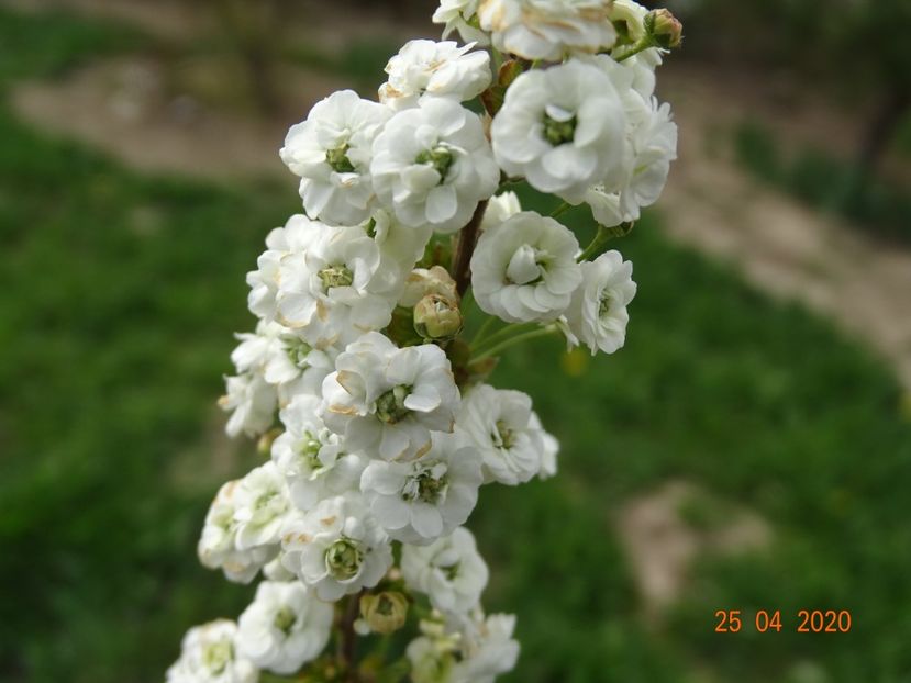 spiraea prunifolia Plena - Dobarland 2020 2