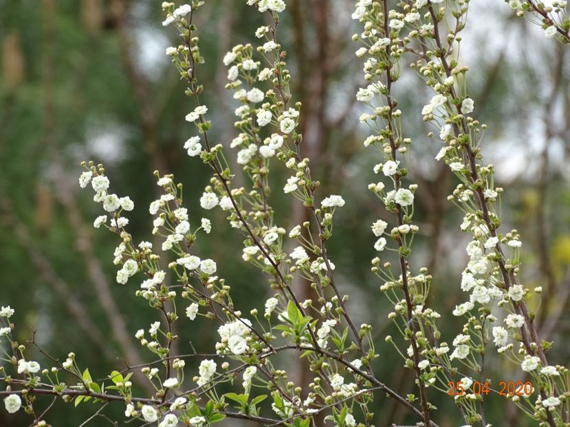 spiraea prunifolia Plena - Dobarland 2020 2