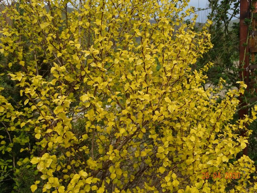 physocarpus Dart's Gold - Dobarland 2020 2