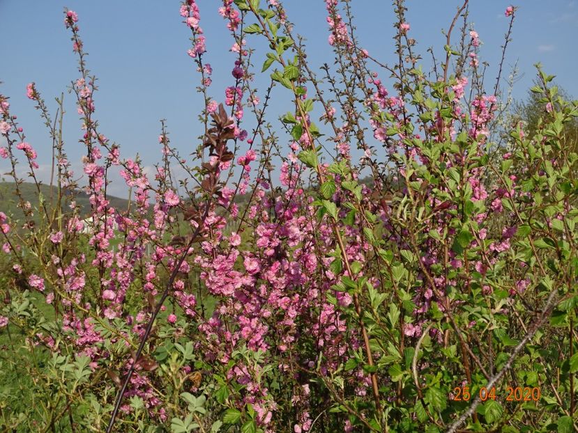 prunus triloba - Dobarland 2020 2