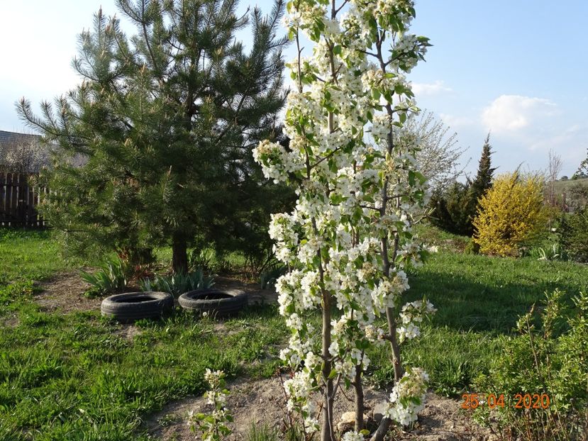 par Cure - Dobarland 2020 2