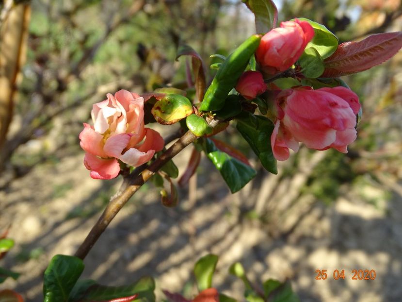 chaenomeles Flocon Rose - Dobarland 2020 2