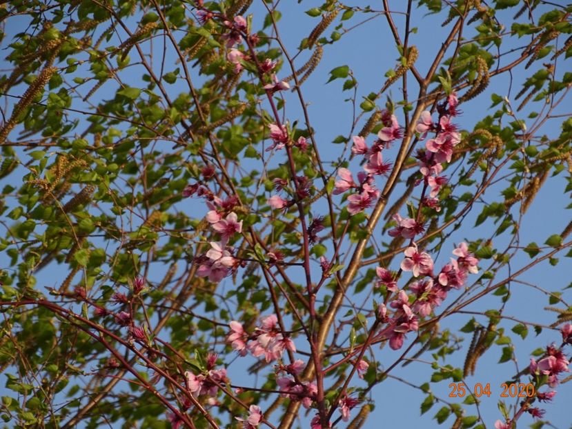 prunus persica - Dobarland 2020 2