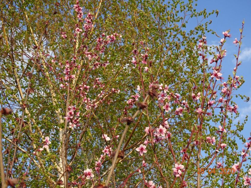 prunus persica - Dobarland 2020 2
