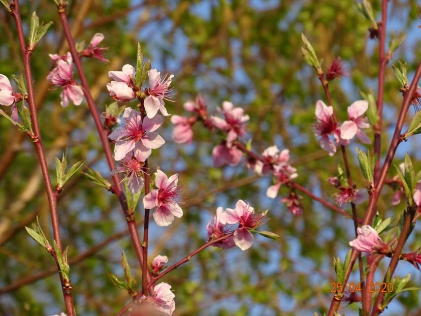 prunus persica - Dobarland 2020 2