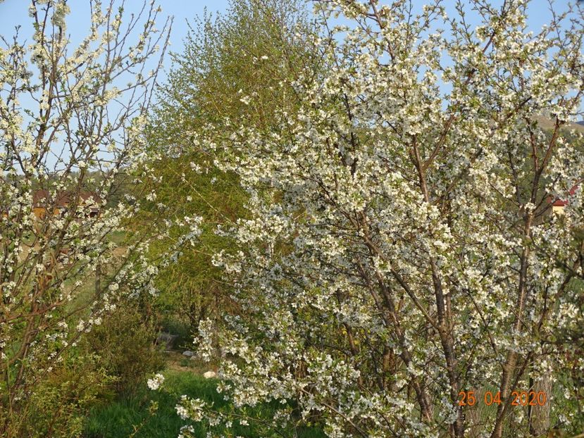 visini - Dobarland 2020 2