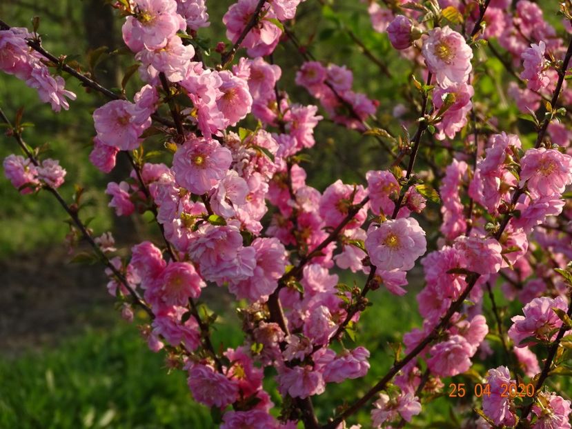 prunus triloba - Dobarland 2020 2