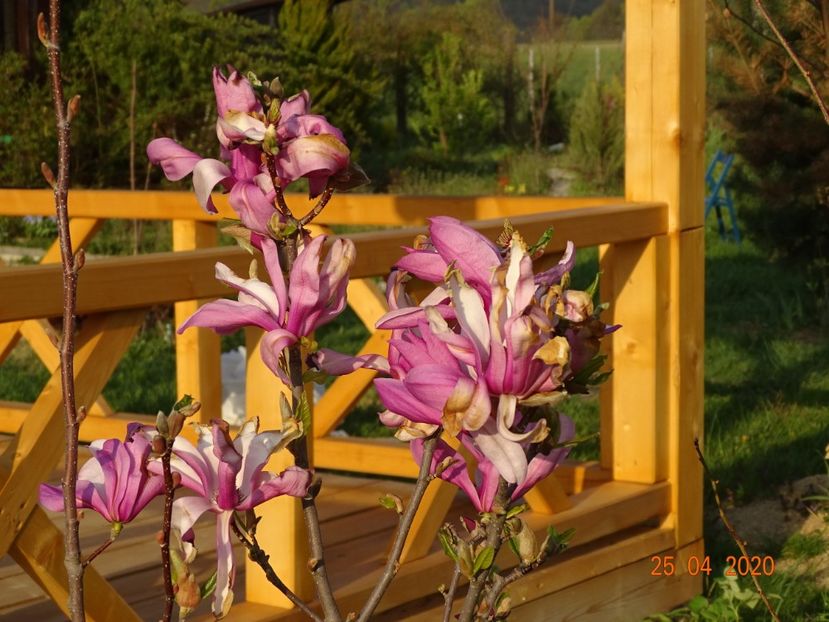 magnolia Leonard Messel - Dobarland 2020 2