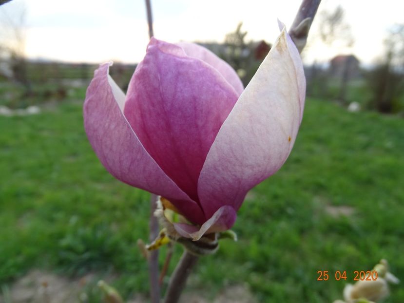 magnolia Rustica Rubra - Dobarland 2020 2