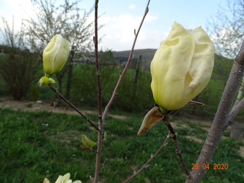 magnolia Yellow Lantern - Dobarland 2020 2