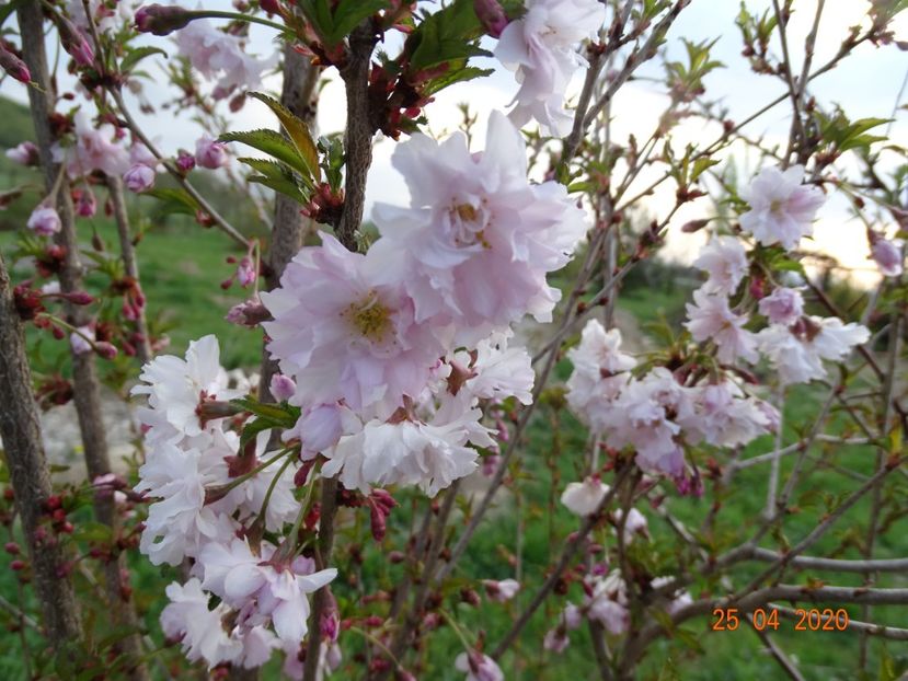 prunus incisa Mikinori - Dobarland 2020 2