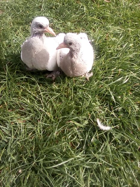 Pui takla - La picnik