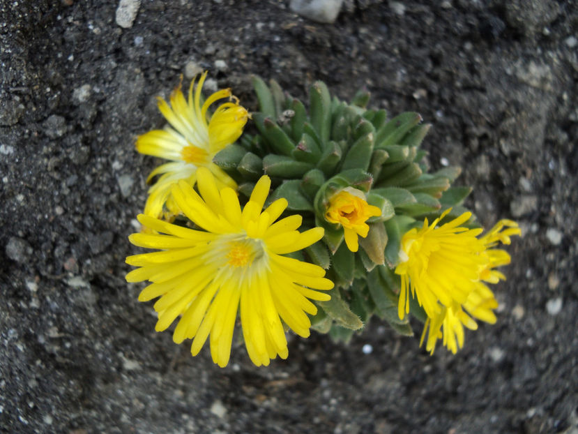 apr.2020 delosperma congestum - CACTUSI SI SUCULENTE