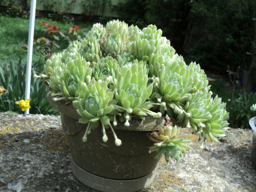 apr.2020 - CACTUSI SI SUCULENTE