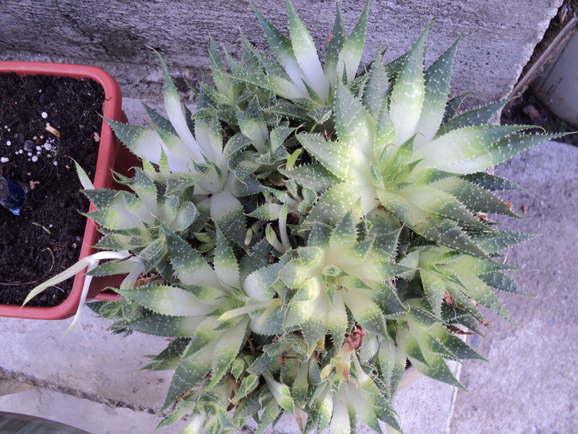 Haworthia - CACTUSI SI SUCULENTE