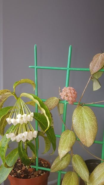  - 0 hoya infloriri in grup