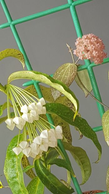  - 0 hoya infloriri in grup