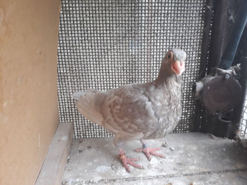  - Indian german 2020