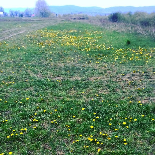  - - O - Fotografii x