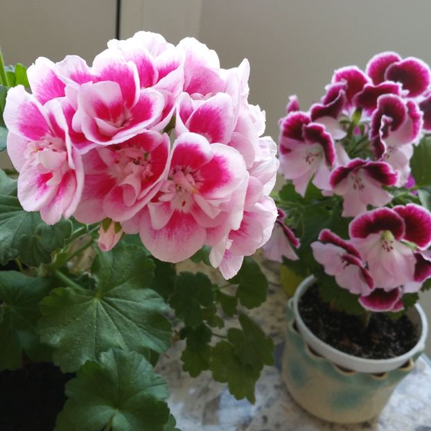 Si mutat in ghivecel mai mare , astazi - 2020