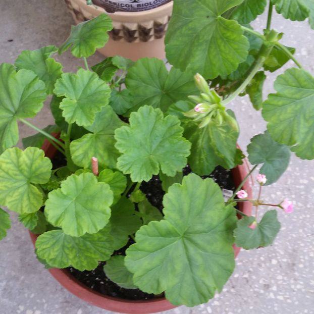 Australian pink Rosebud - 2020