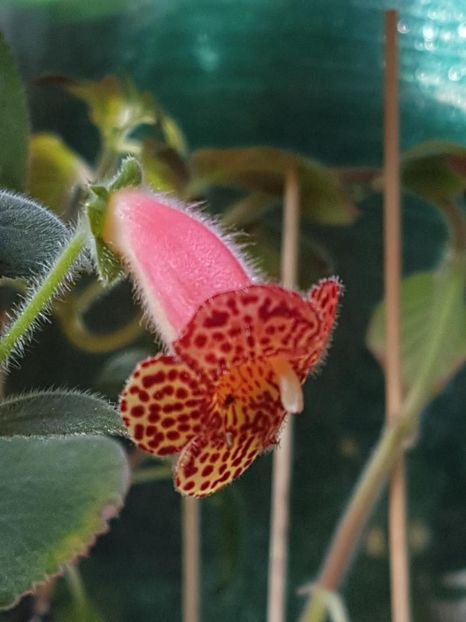 Yf,s Emma - KOHLERIA 2020