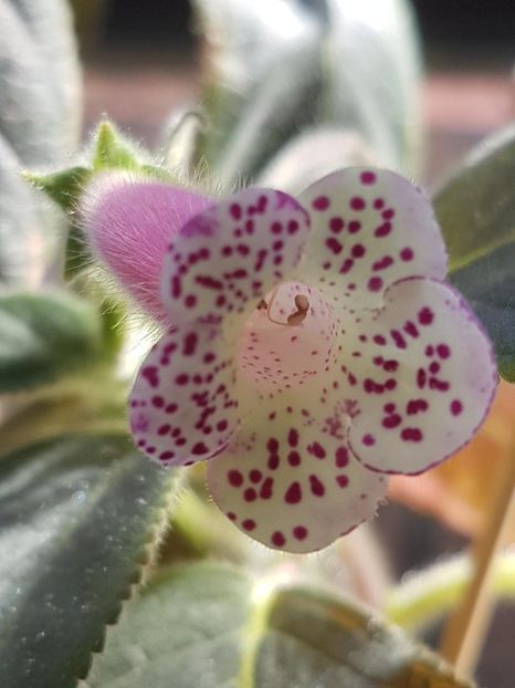 Venus - KOHLERIA 2020