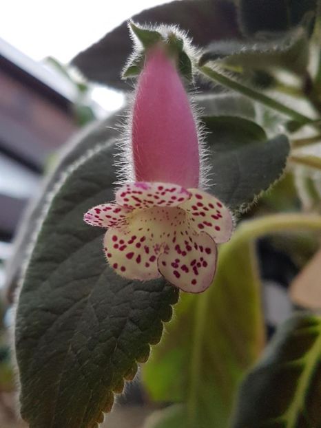 Venus - KOHLERIA 2020