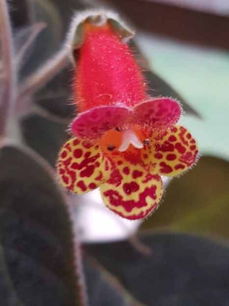 Bogotensis - KOHLERIA 2020