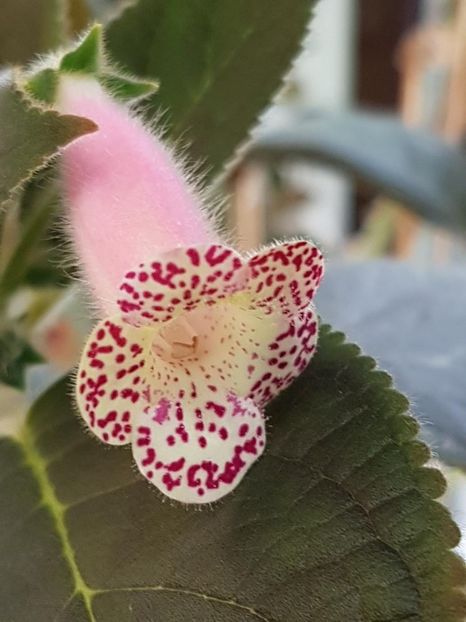 Venus - KOHLERIA 2020