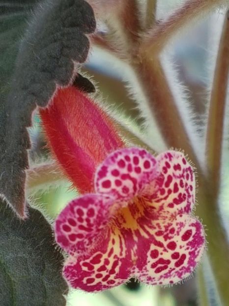 Multiflora - KOHLERIA 2020