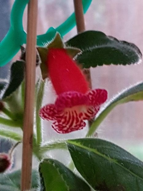 lady in Red - KOHLERIA 2020
