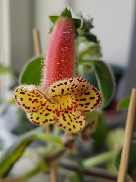 Yf,s Emma - KOHLERIA 2020