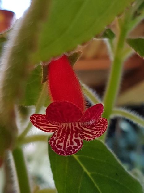 Lady in Red - KOHLERIA 2020
