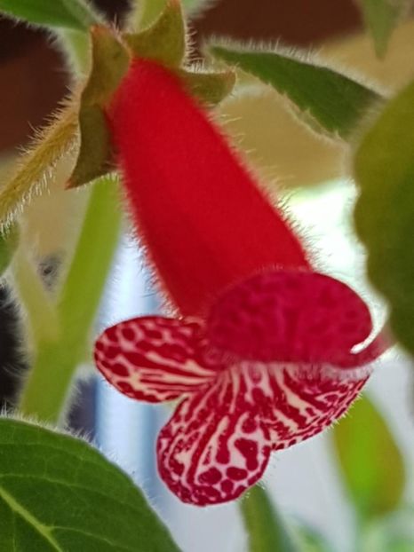 Lady in Red - KOHLERIA 2020