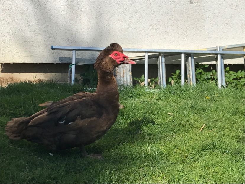  - b - Rate lesesti 2020