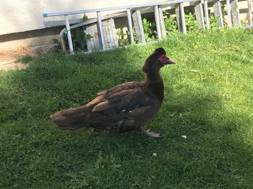  - b - Rate lesesti 2020