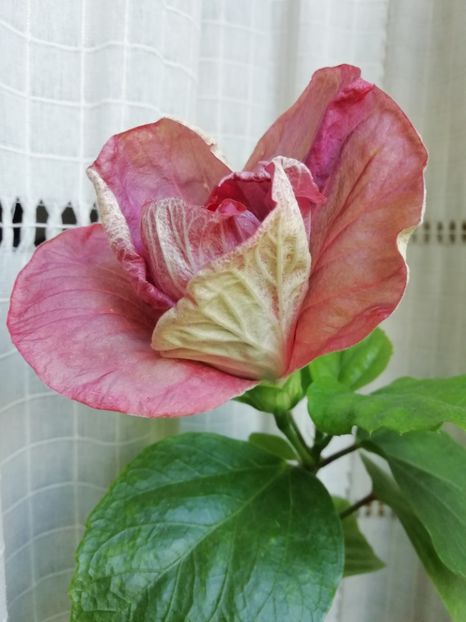  - BARRY SCHLUETER X SHIVA-uscat