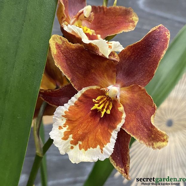 cambria  WILSONARA INFERNO - cambria