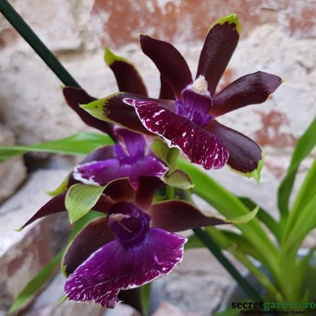 Orhidee Zygolum Louisendorf 'Rhein Moonlight' - cambria