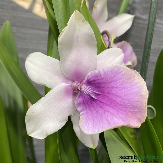 miltonia-regnellii - cambria