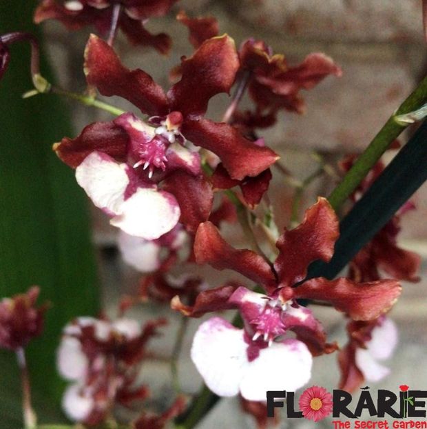 orhidee-oncidium-sharry-baby-sweet-fragrance - cambria